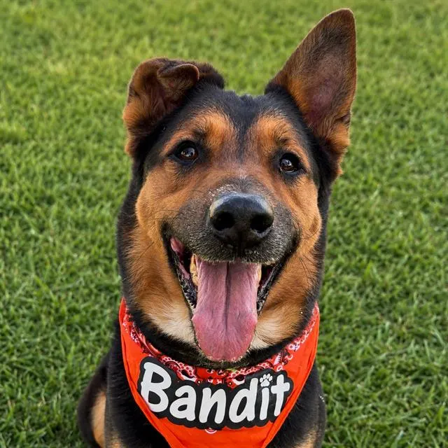 Bandit