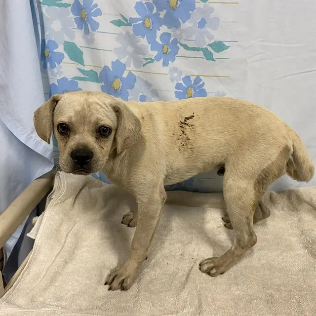 Adoptable Dog