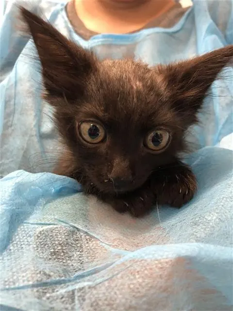 Adoptable Cat