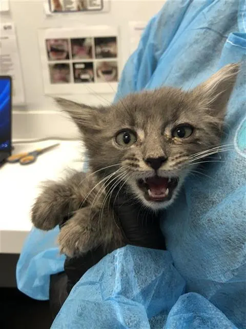Adoptable Cat