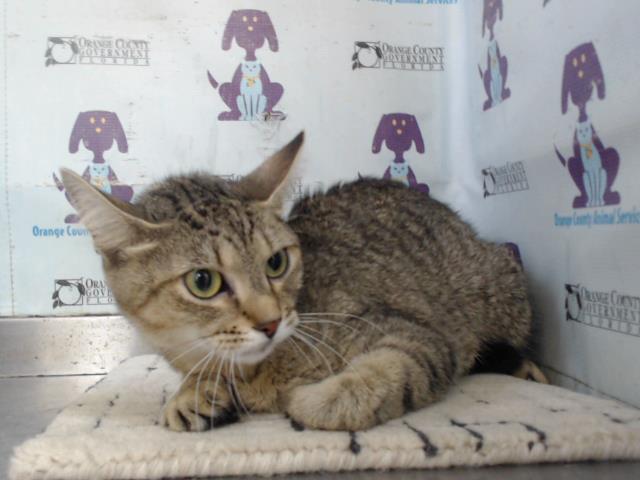 Adoptable Cat