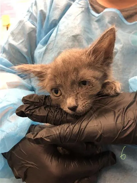 Adoptable Cat
