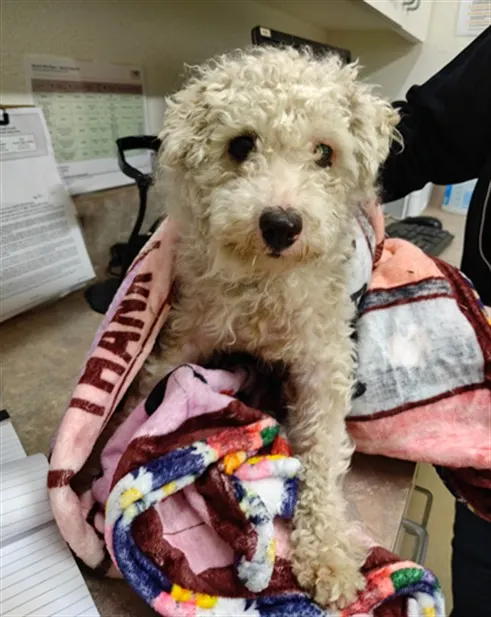 Adoptable Dog