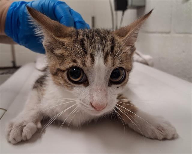 Adoptable Cat