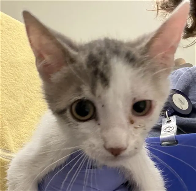 Adoptable Cat