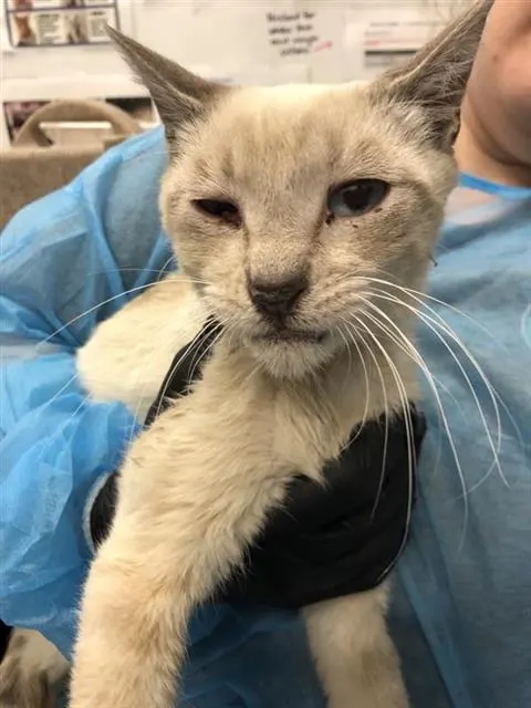 Adoptable Cat