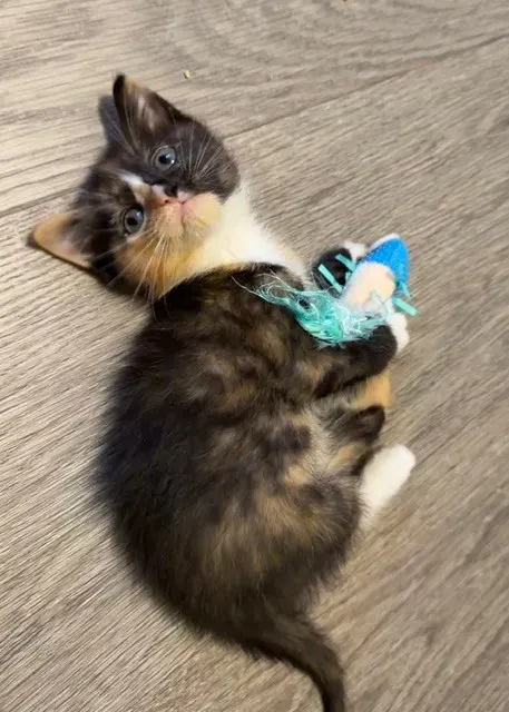 Nova