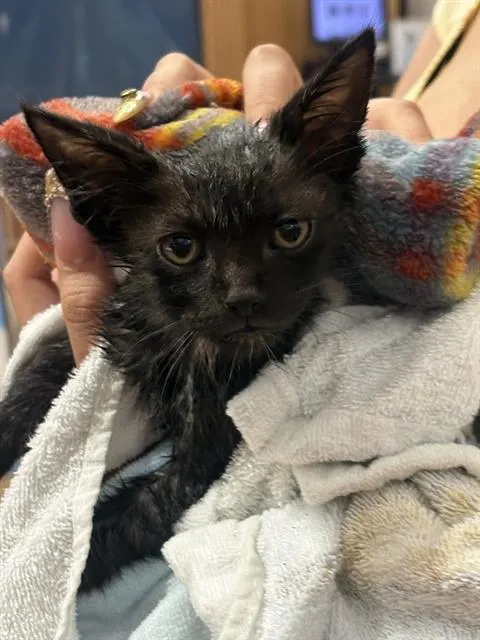Adoptable Cat