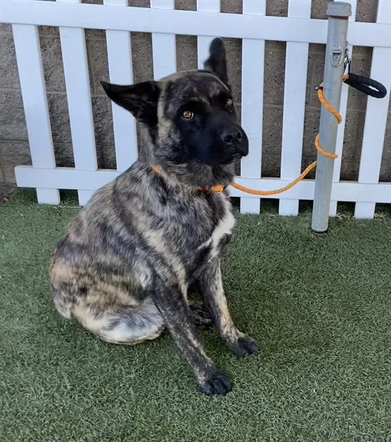 Adoptable Dog