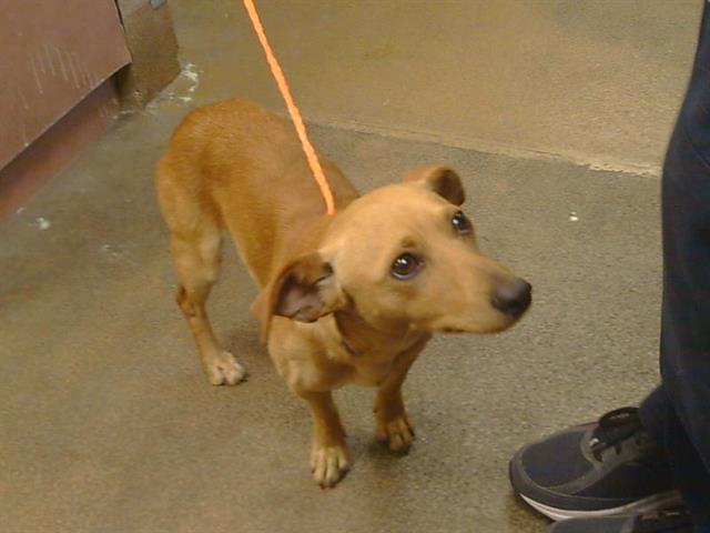 Adoptable Dog