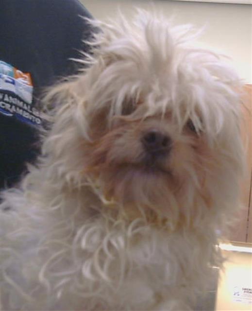 Adoptable Dog