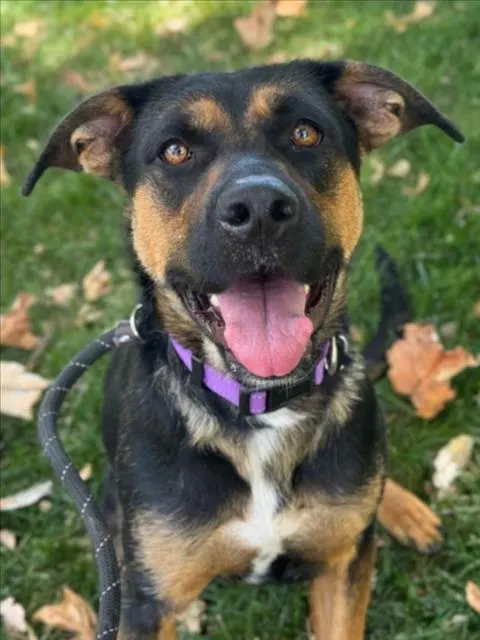 Nova