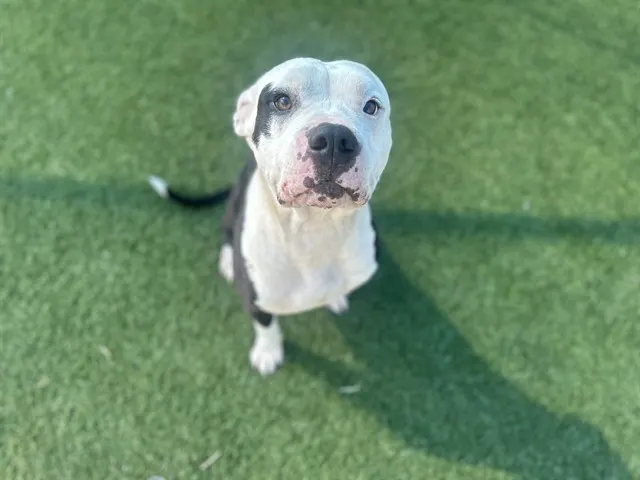 Petey