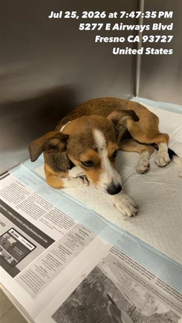 Adoptable Dog