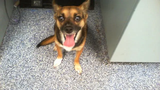 Chapo