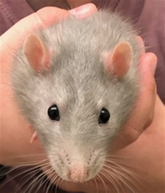 Tato
