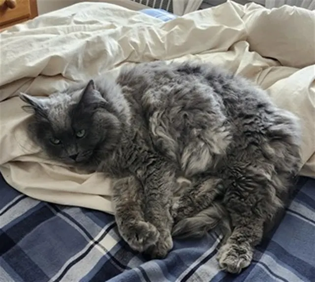 Zeus