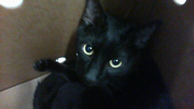 Adoptable Cat