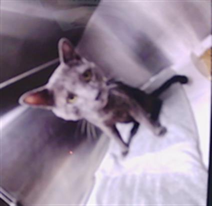 Adoptable Cat