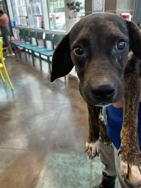 Milo