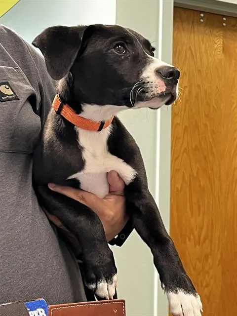 Jet