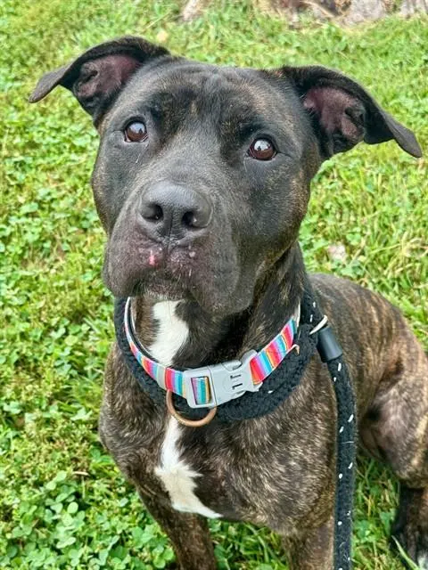 Rosco