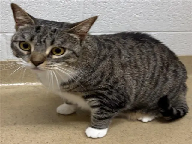 Kiki
