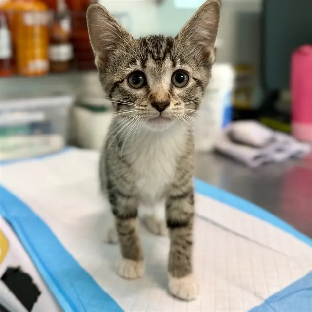 Adoptable Cat