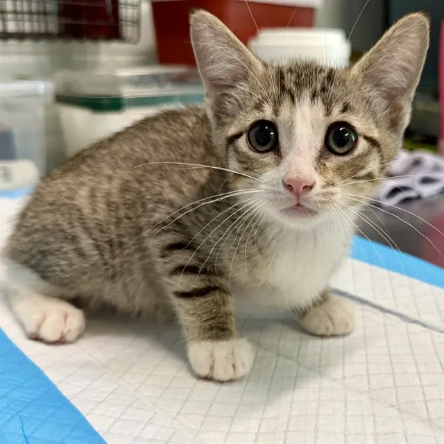 Adoptable Cat