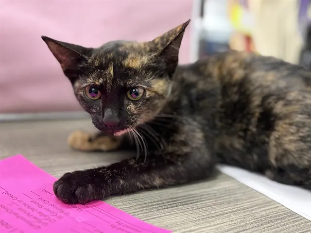 Adoptable Cat