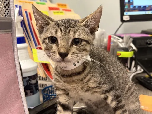Adoptable Cat
