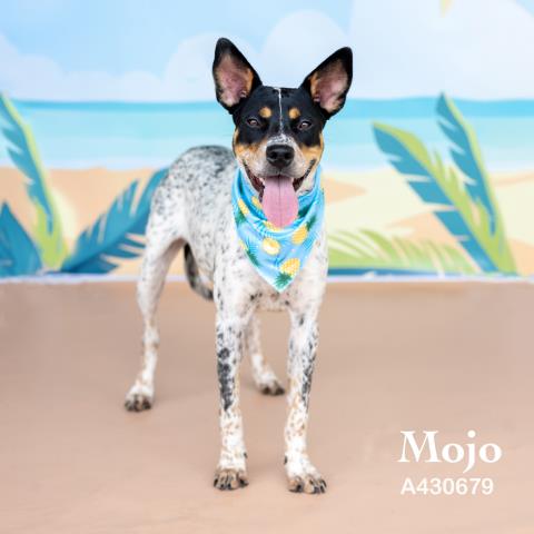 Mojo