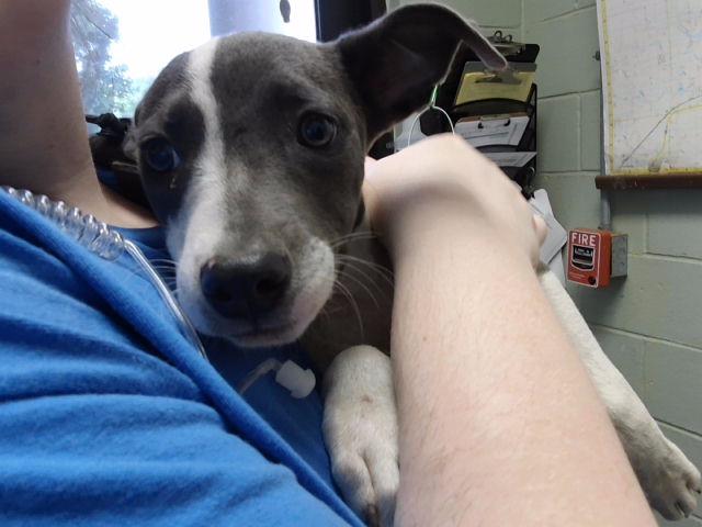 Stella