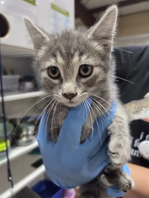 Adoptable Cat