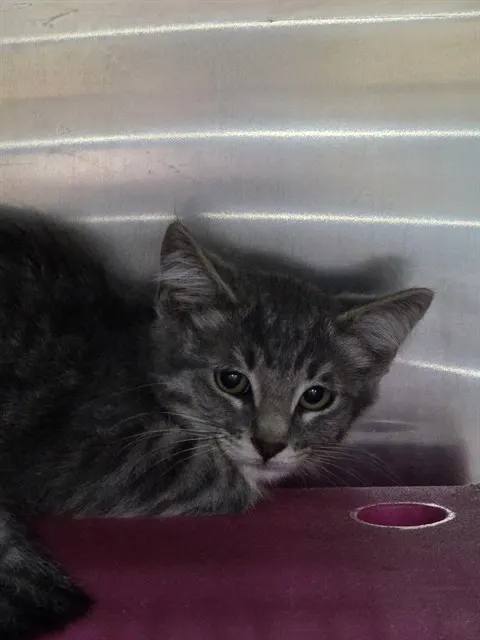 Adoptable Cat
