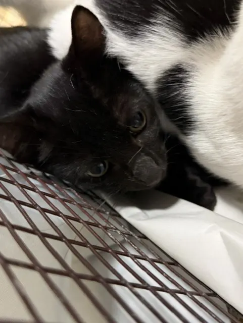 Juno