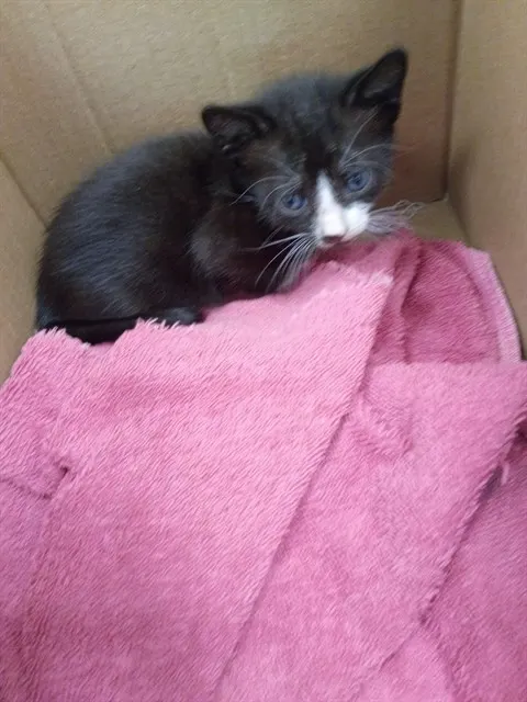 Adoptable Cat