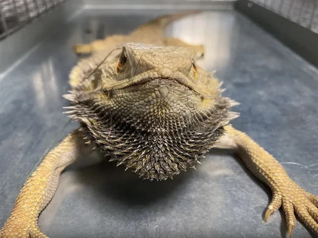 Spike