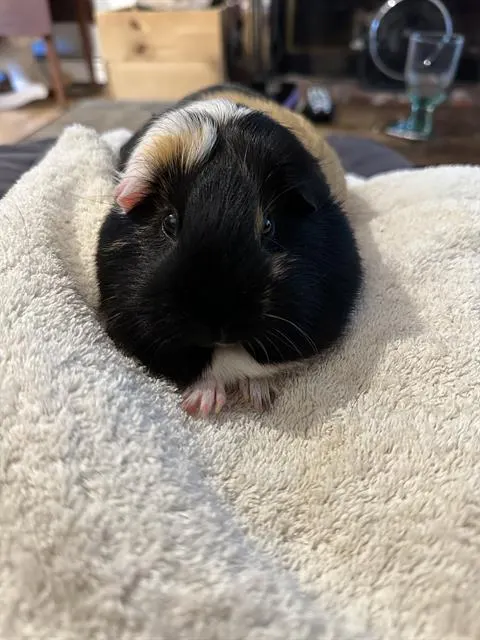 Dumpling