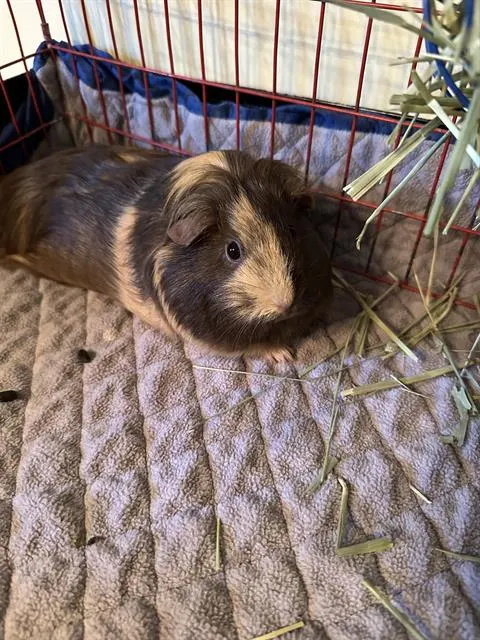 Hazel