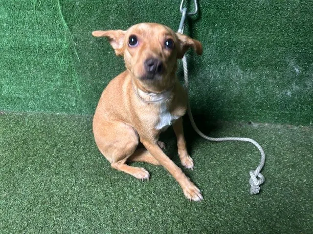 Adoptable Dog