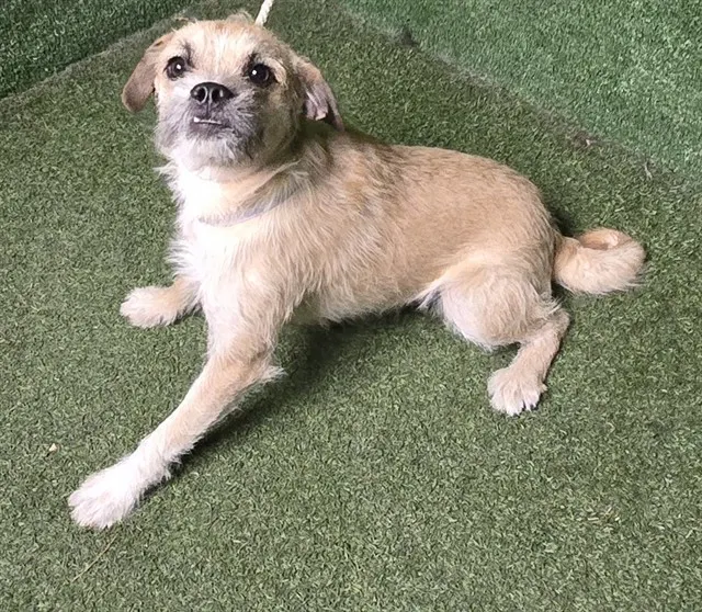 Adoptable Dog
