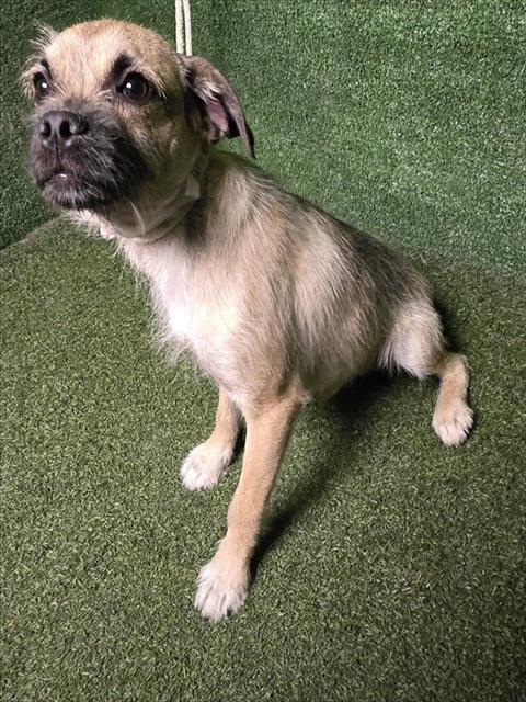 Adoptable Dog