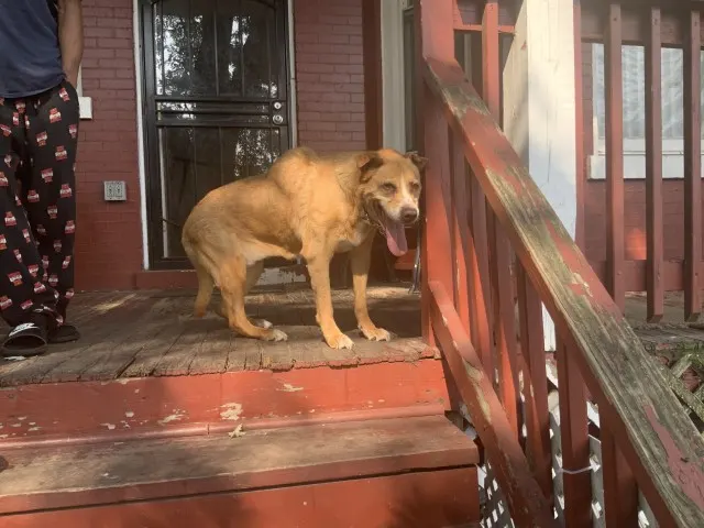 Adoptable Dog