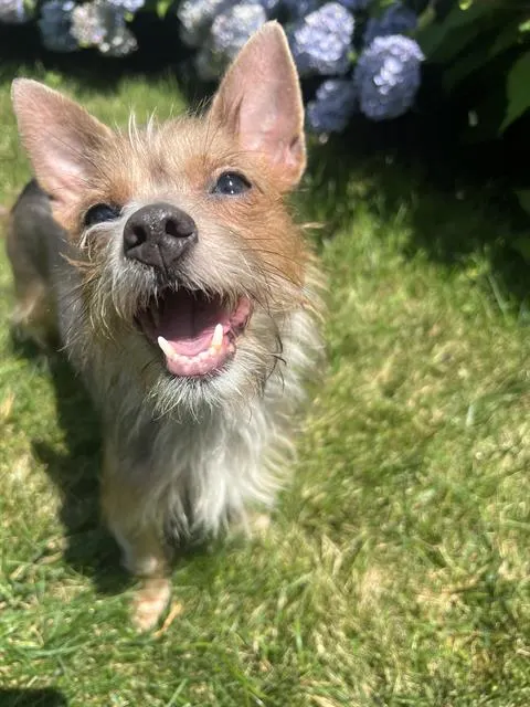Gracie