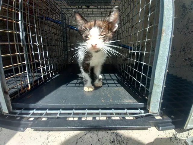 Adoptable Cat