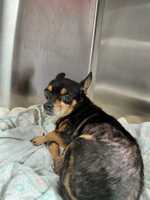 Adoptable Dog