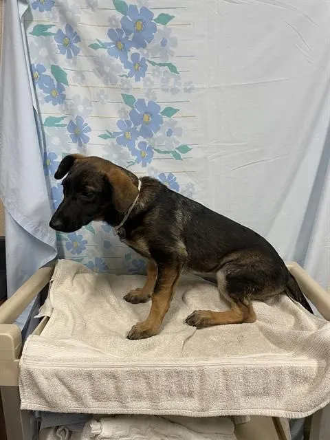 Adoptable Dog
