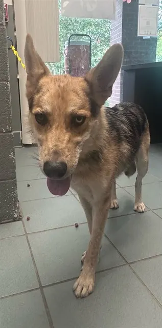 Dingo Dan