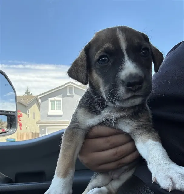 Simon